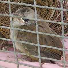 Yellow-vented bulbul at two weeks