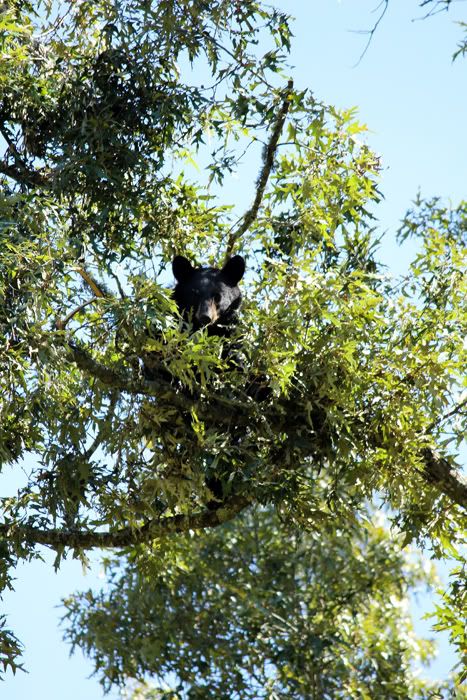 IMAGE: http://img.photobucket.com/albums/v387/04yellowf150/IMG_9998smaller.jpg