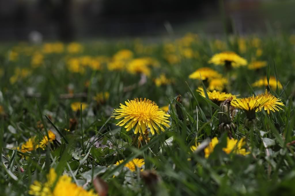 IMAGE: http://img.photobucket.com/albums/v387/04yellowf150/lionsmall.jpg