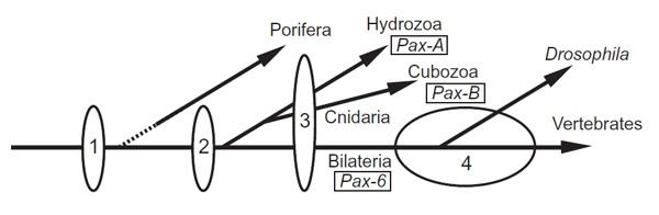 model of PAX6 evolution with "main line" pointing to verterbrates