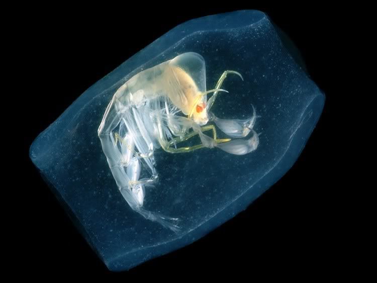 A shrimp-like cristacean inside a hollow tube