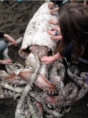Children touching a giant squid