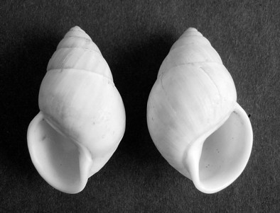 left and right handed snail shells