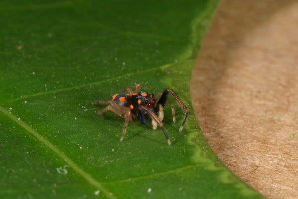 A. whitneei, side on