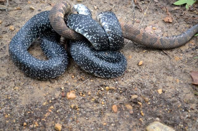 Mississippi Rattlesnake