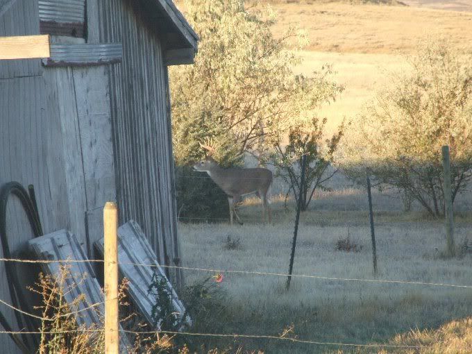 2008_1116buck0016sm1.jpg
