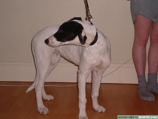billpup2.jpg