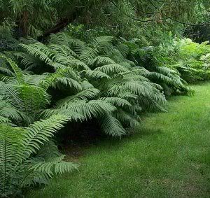 Ostrich Fern Pictures, Images and Photos