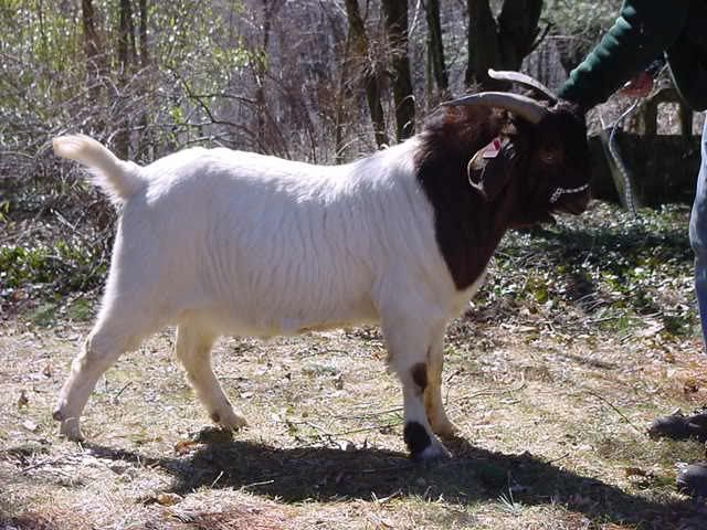 Post your "romeo" thread!!! - Goats