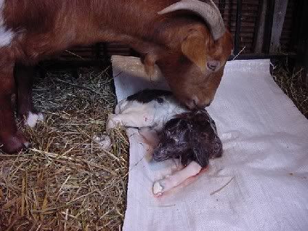 just born baby girl