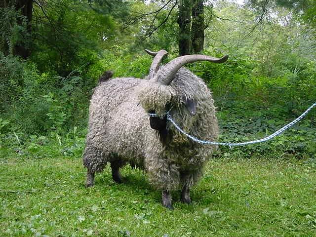 Post your "romeo" thread!!! - Goats