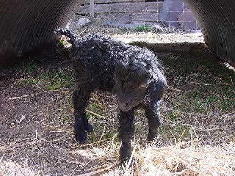 It just figures...(baby pics!) - Goats