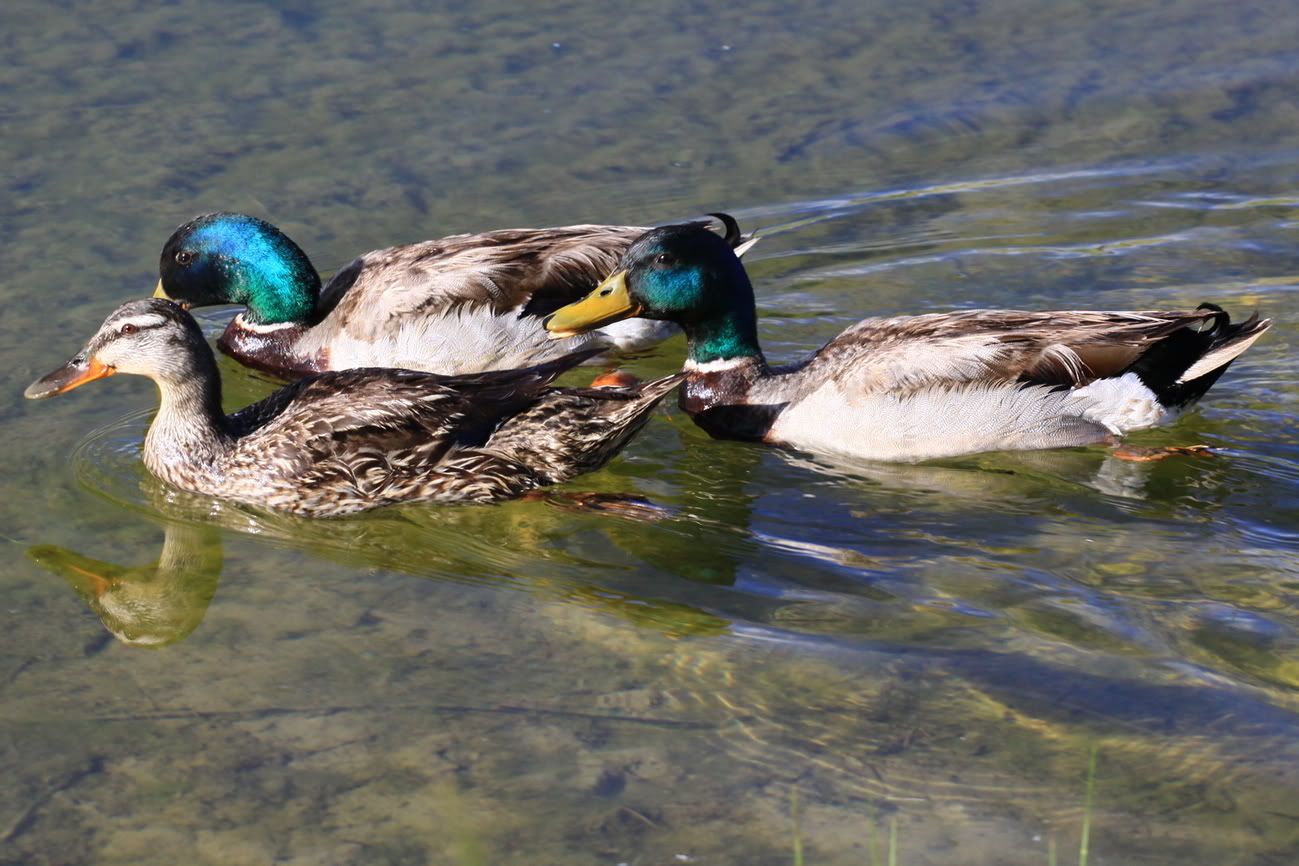 IMAGE: http://img.photobucket.com/albums/v389/dino8031/2009_05_31_6037c.jpg