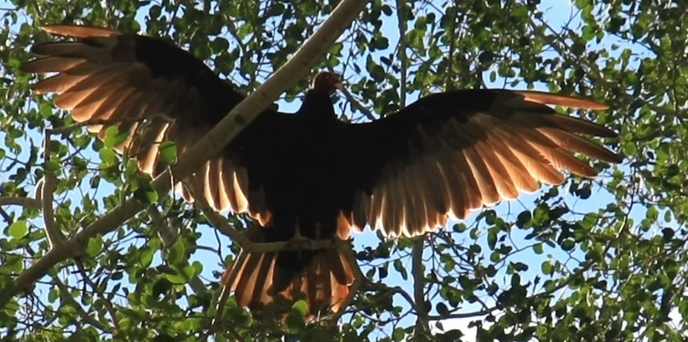 IMAGE: http://img.photobucket.com/albums/v389/dino8031/birdcloseup1000.jpg