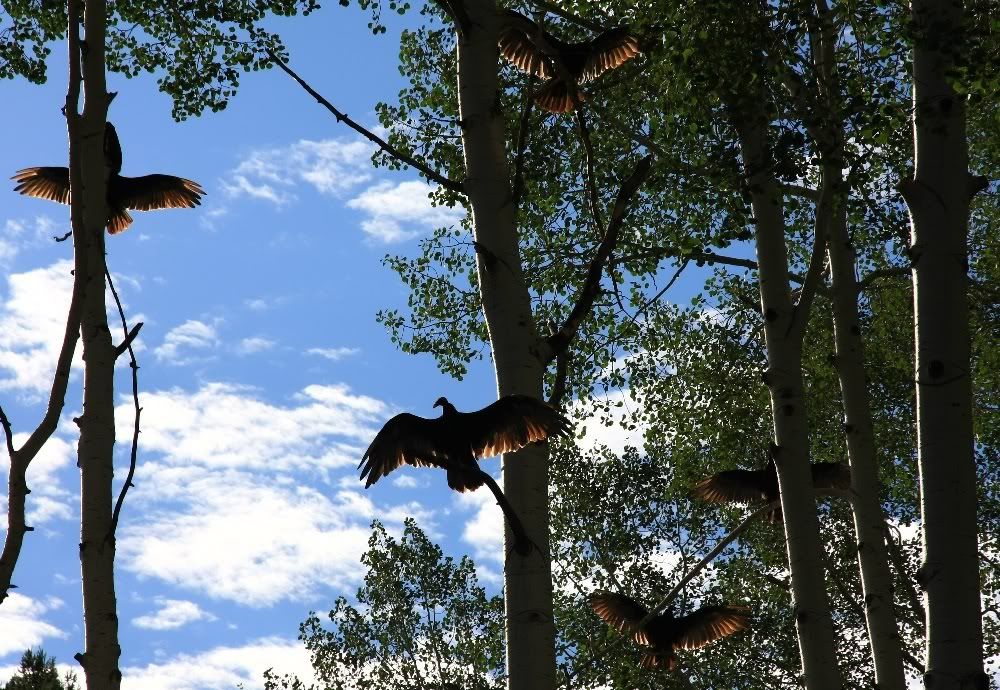 IMAGE: http://img.photobucket.com/albums/v389/dino8031/birds1000.jpg