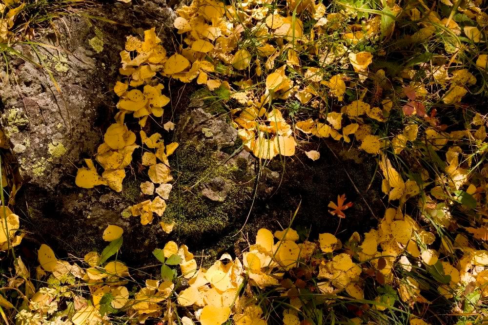 IMAGE: http://img.photobucket.com/albums/v389/dino8031/img_9526cs3rr.jpg