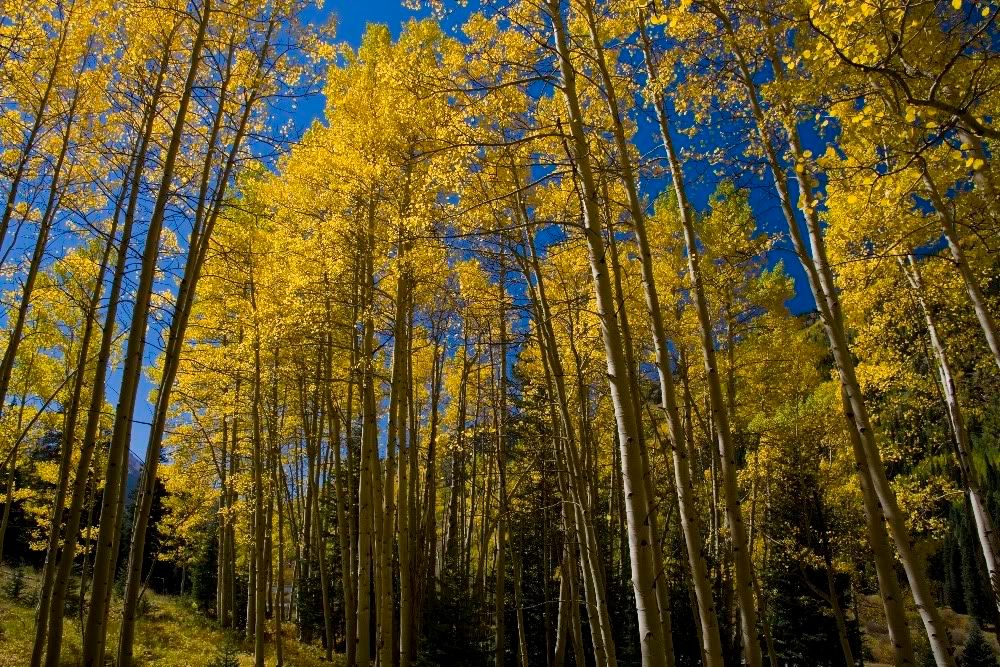 IMAGE: http://img.photobucket.com/albums/v389/dino8031/img_9532cs3rr.jpg