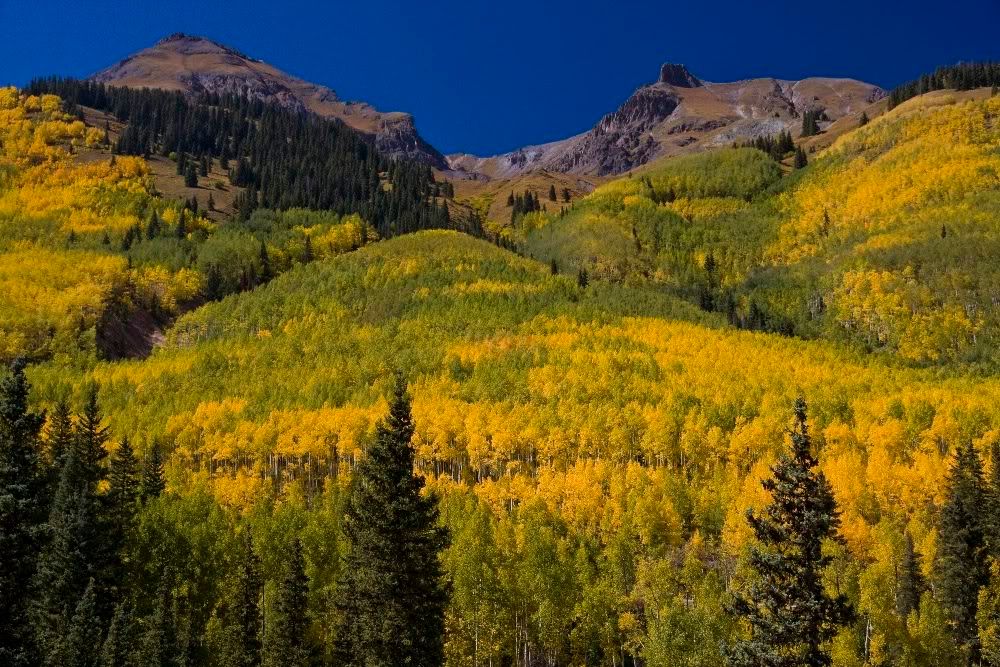 IMAGE: http://img.photobucket.com/albums/v389/dino8031/img_9640cs3rr.jpg