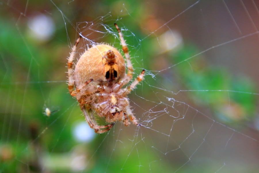 IMAGE: http://img.photobucket.com/albums/v389/dino8031/spider.jpg