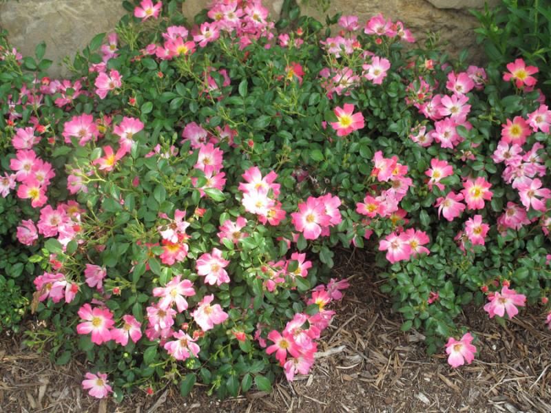 photo PinkDrift2_zps572bc347.jpg