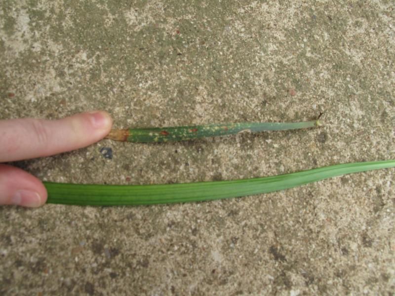  photo Grass_zps5f6c9860.jpg