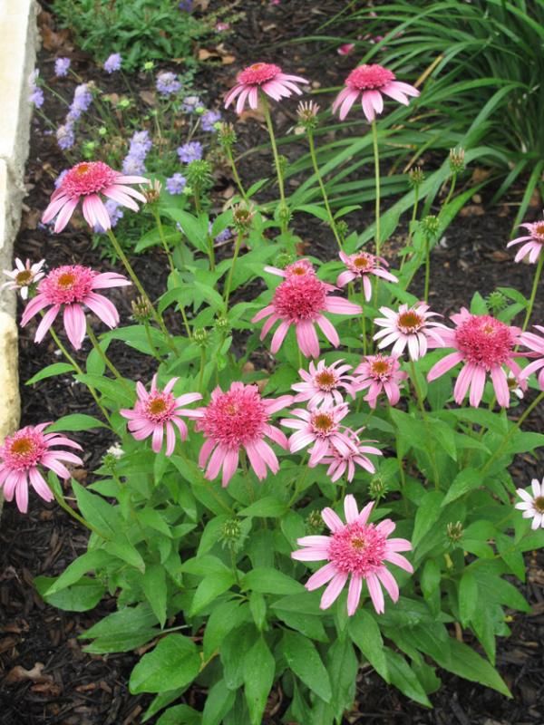  photo IMG_2014_zpsea91282d.jpg