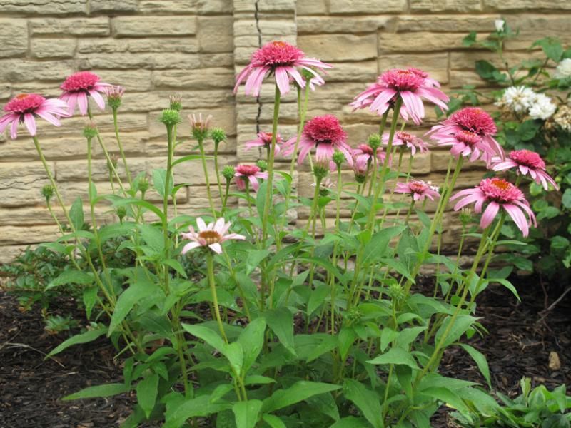  photo IMG_2018_zps328e84cf.jpg