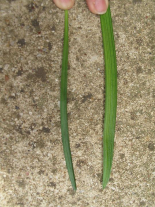  photo grass2_zpsf6071cff.jpg