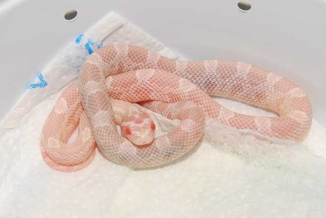 coralsnow.jpg
