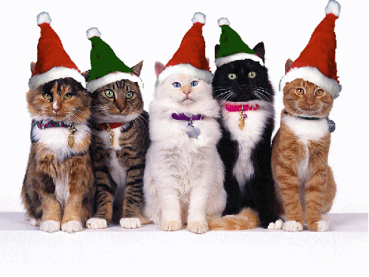 Christmascats_zpsvjtt2lxx.gif~original