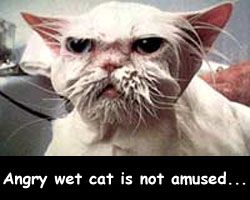 Angrywetcat.jpg