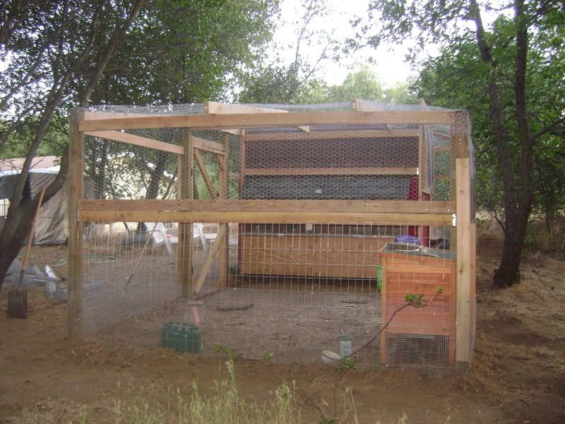 rabbits and chickens together????? BackYard Chickens Learn How to