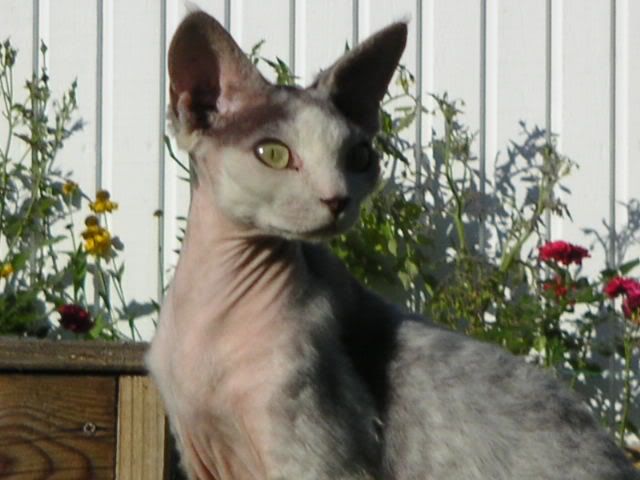 9cb04a52.jpg