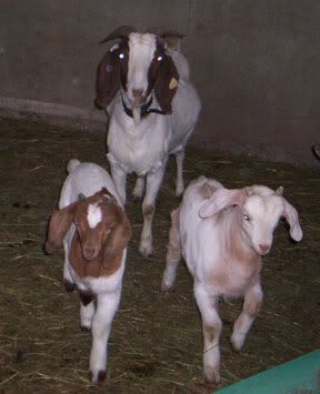 My First Kiko! - Goats