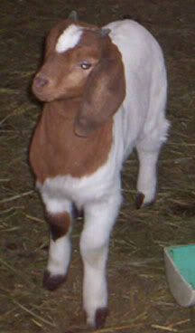 My First Kiko! - Goats