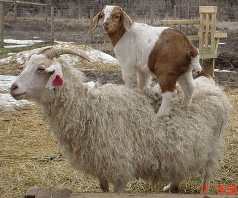 My new buck & his trick - Goats