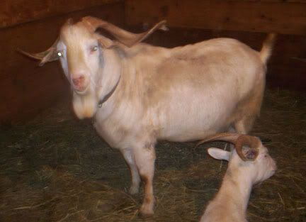 My First Kiko! - Goats