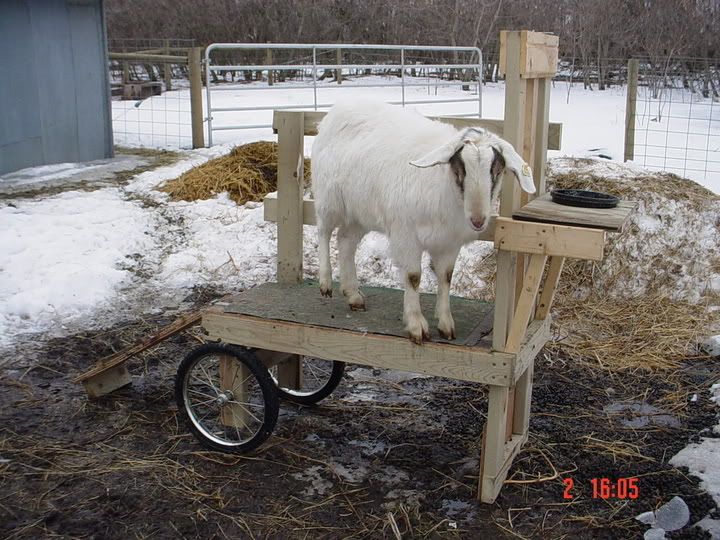 Building a Milk Stand - Goats