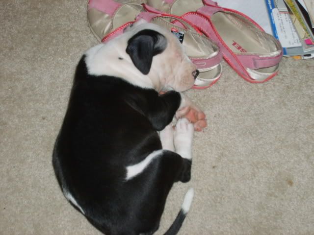 HELP!!!!!!!!!!!! - Page 2 - Pitbulls : Go Pitbull Dog Forums