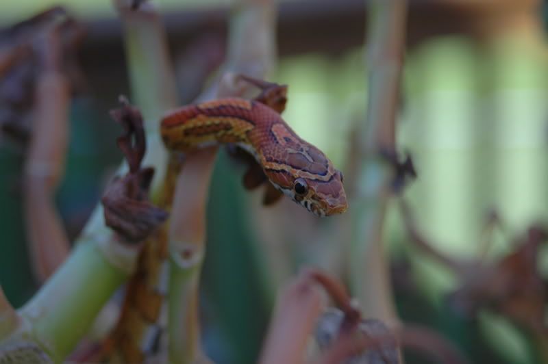 DSC_0314.jpg