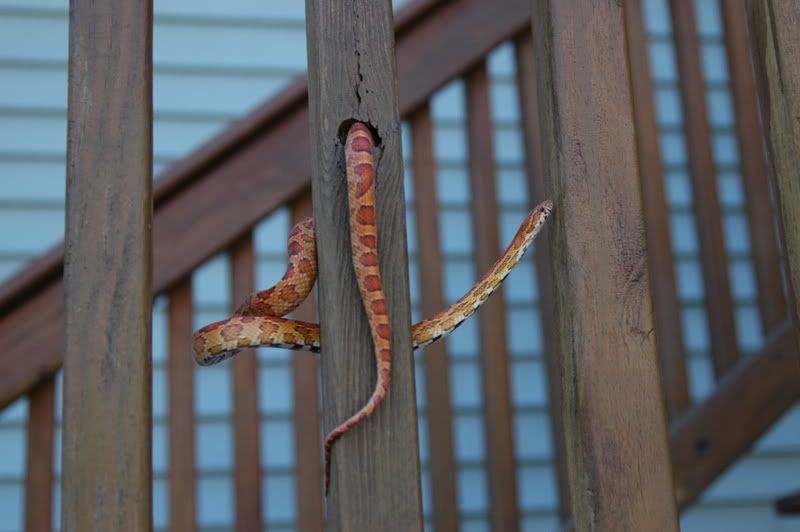 DSC_0323.jpg