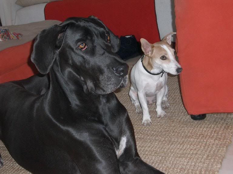 [Afbeelding: pellebetsy.jpg]