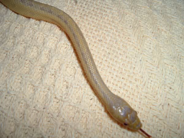 Dscf0694.jpg