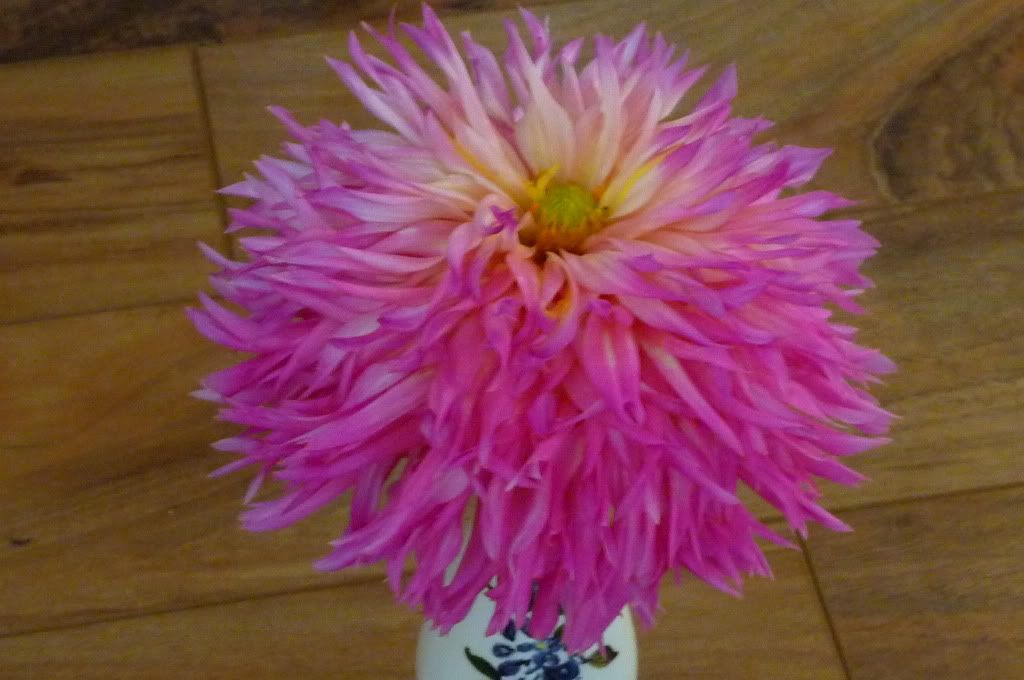 dahlia philothea
