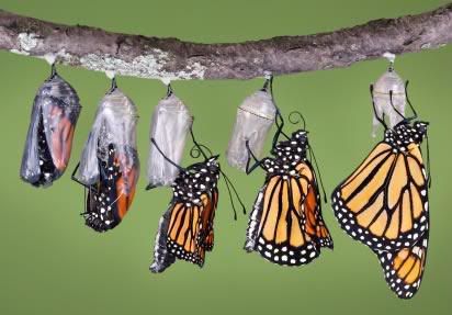 ButterflyMetamorphosis.jpg