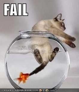 cat-fail.jpg picture by TheDropper