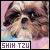 Shih-tzu