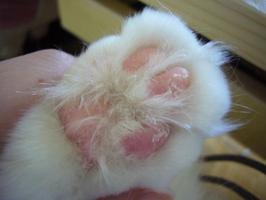 Treatment for dead skin on pawpads? Cat Forum Cat Discussion Forums