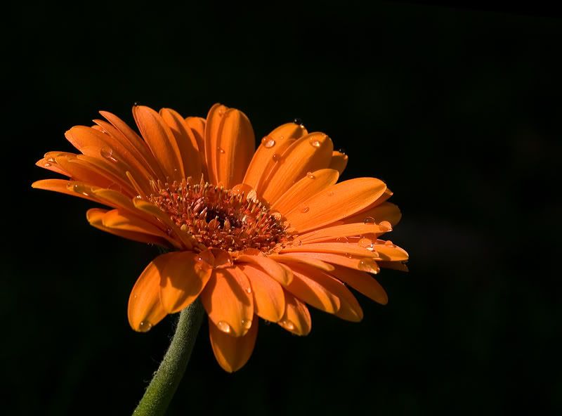 Fotografie