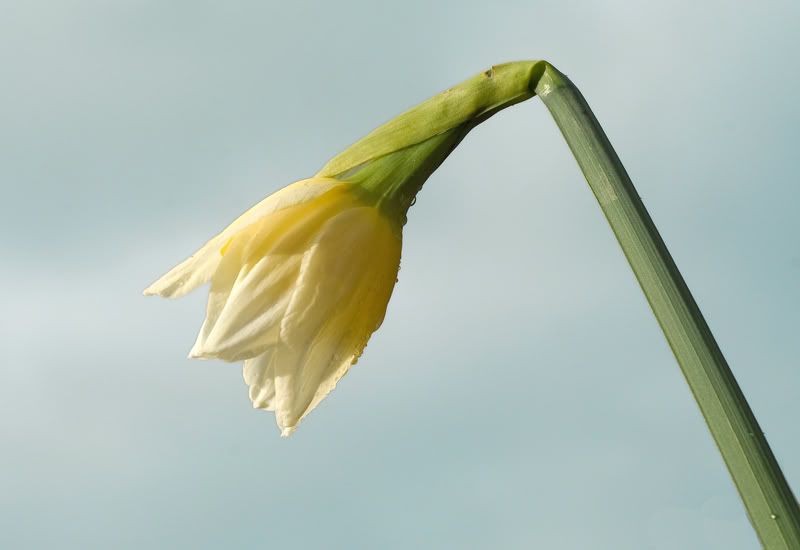 Fotografie